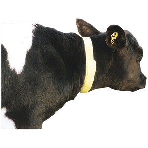 Calf Neck Bands Yellow 10-pack