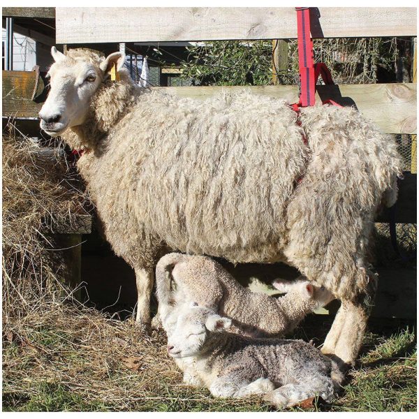 Lambing Harness Adlam
